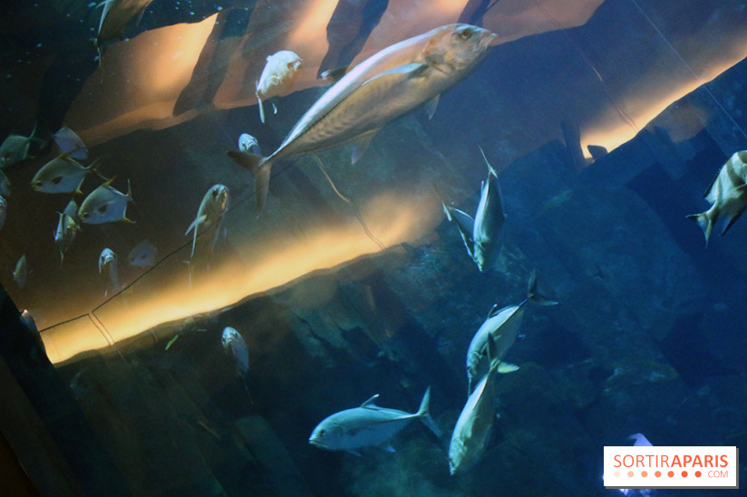 Aquarium de Paris Décembre 2016