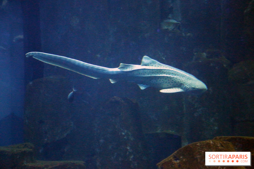Aquarium de Paris Décembre 2016