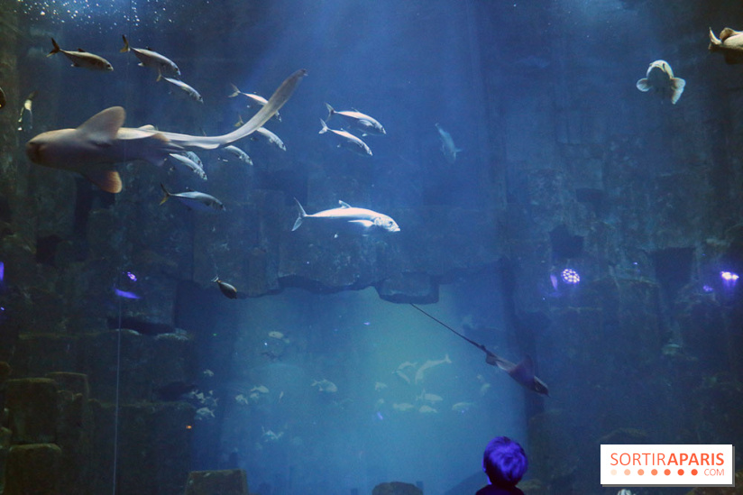 Aquarium de Paris Décembre 2016