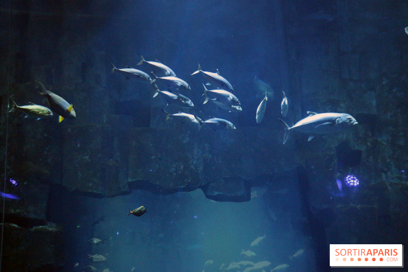 Aquarium de Paris Décembre 2016