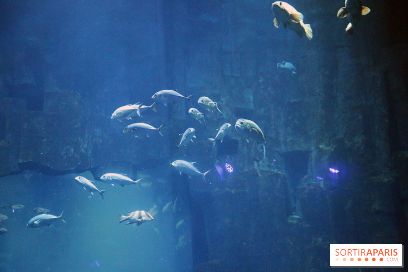 Aquarium de Paris Décembre 2016