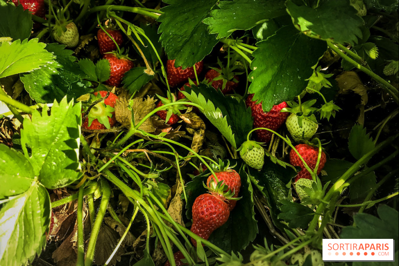 Cueillettes des fraises autour de Paris