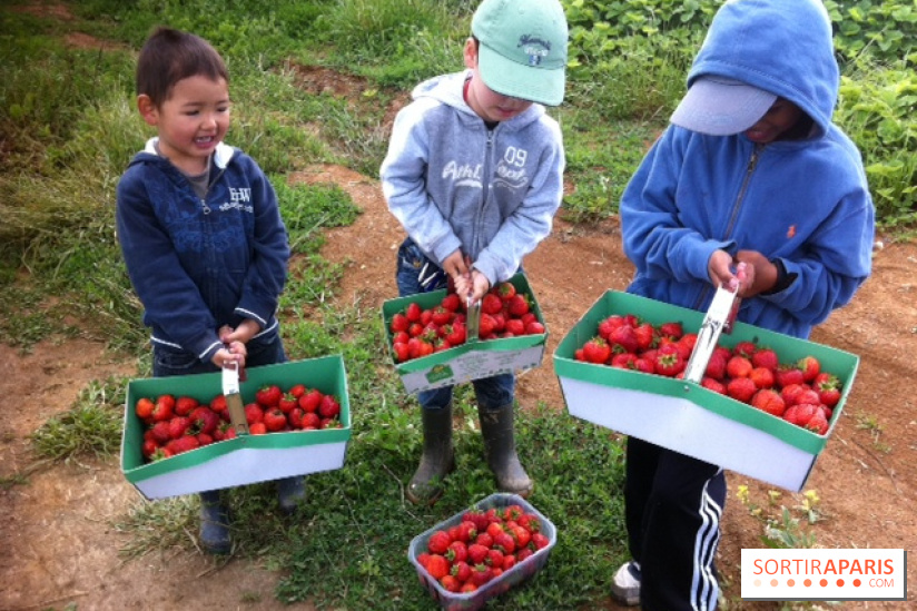 cueillettes des fraises autour de Paris