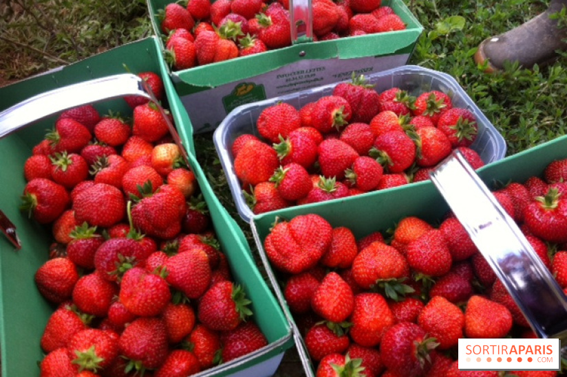 cueillettes des fraises autour de Paris