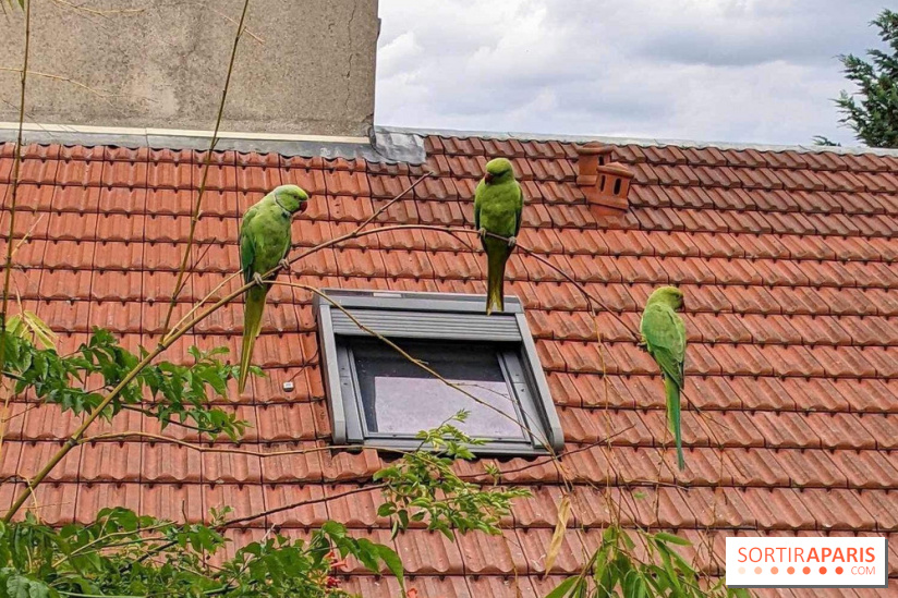 Le saviez-vous ? D'où viennent ces perruches vertes à Paris et en Île-de-France ?
