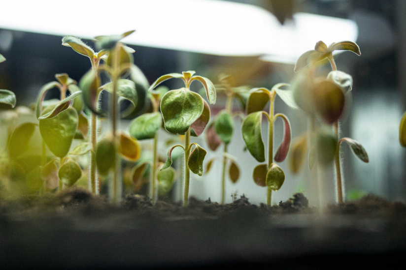 Herbarium, le premier concept-store botanique à découvrir en plein cœur du Marais