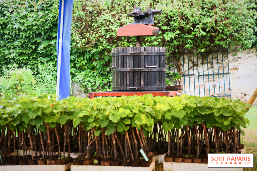 Domaine du bois brillant, la renaissance d'un vignoble historique en île-de-France