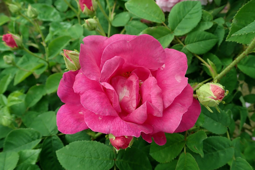 La Rose de Provins