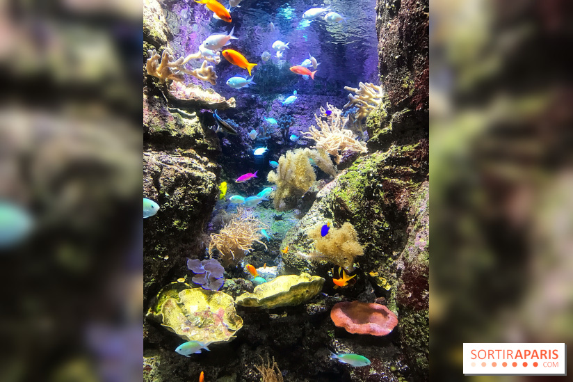 Les récifs Coralliens s'exposent à l'Aquarium de Paris