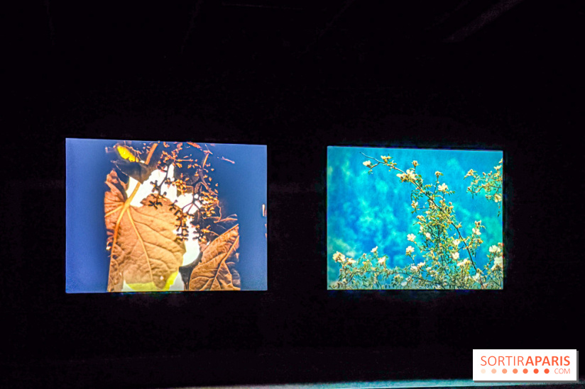 Rose Lowder au Palais de Tokyo : la nature image par image dans une exposition de films