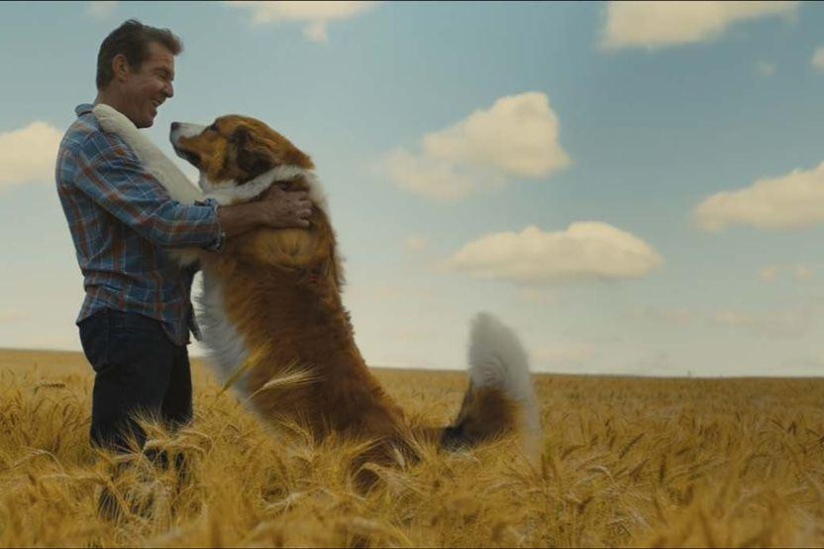Mes autres vies de chien : la bande-annonce !