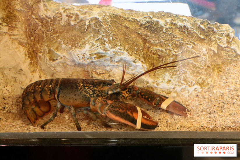 Grand Bistro Breteuil