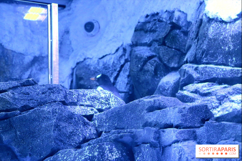 Les Manchots de l'Aquarium Sea Life