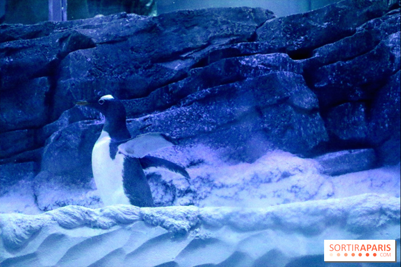 Les Manchots de l'Aquarium Sea Life