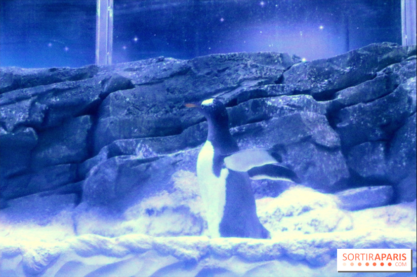 Les Manchots de l'Aquarium Sea Life