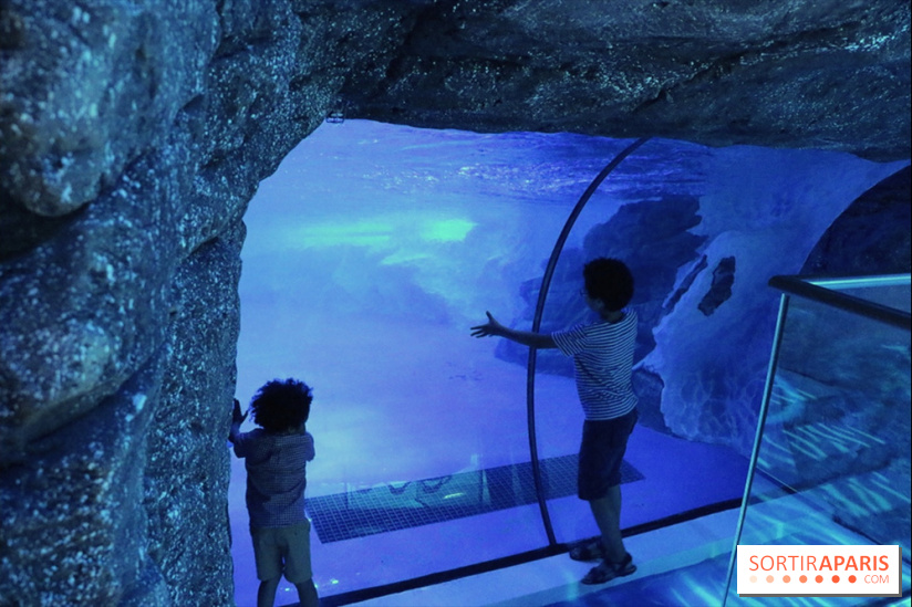 Les Manchots de l'Aquarium Sea Life