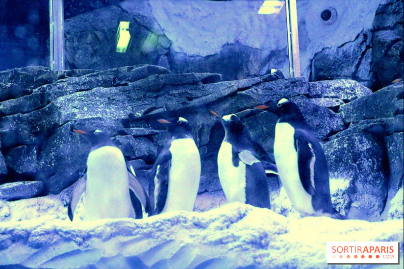Les Manchots de l'Aquarium Sea Life