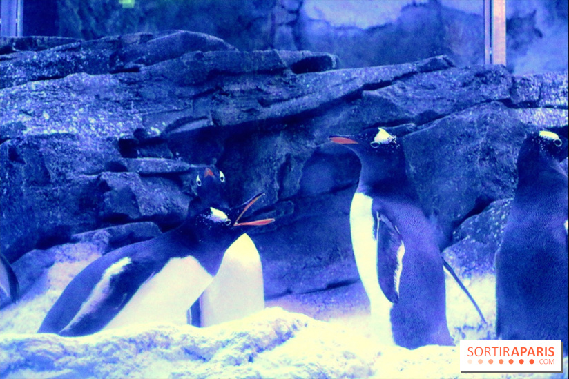 Les Manchots de l'Aquarium Sea Life