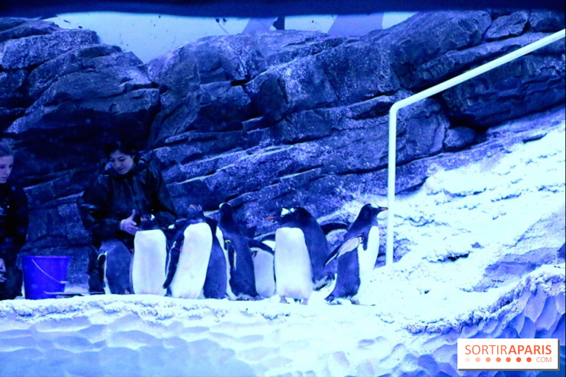 Les Manchots de l'Aquarium Sea Life