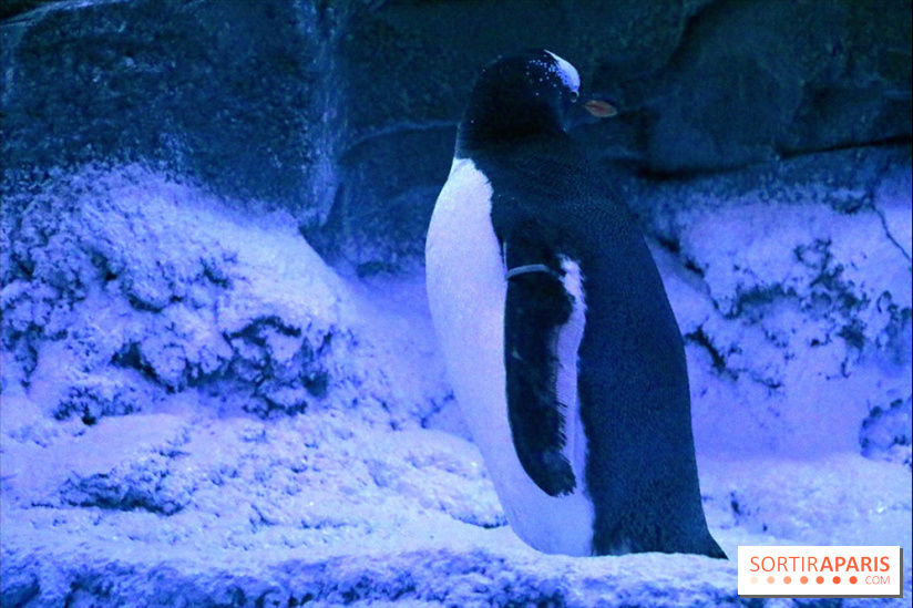 Les Manchots de l'Aquarium Sea Life