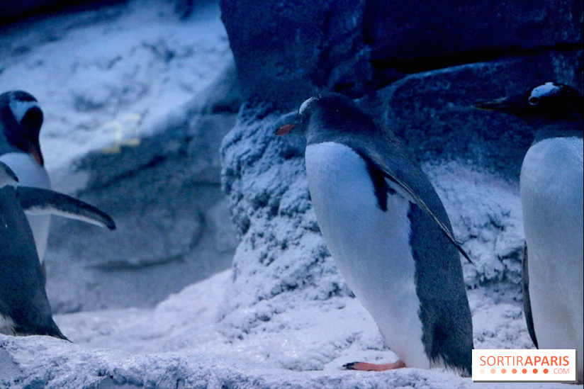 Les Manchots de l'Aquarium Sea Life