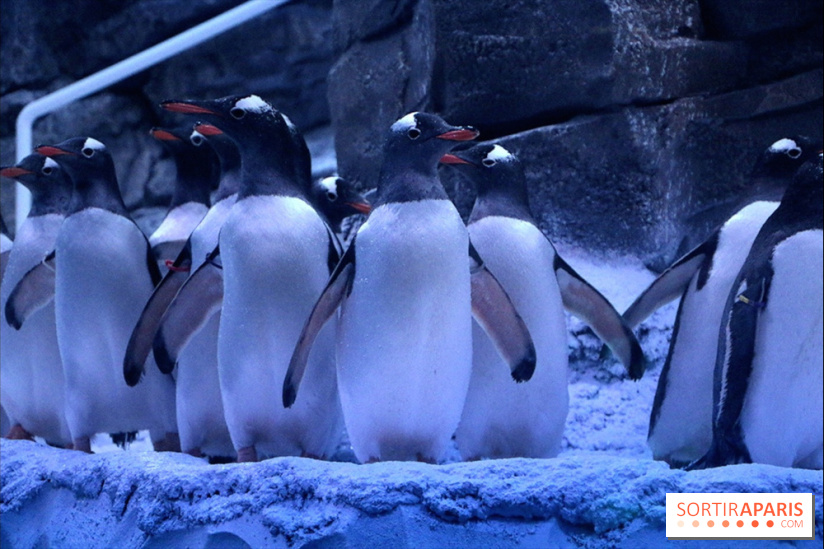 New penguins at Sea Life Paris aquarium in Marne la Vallée