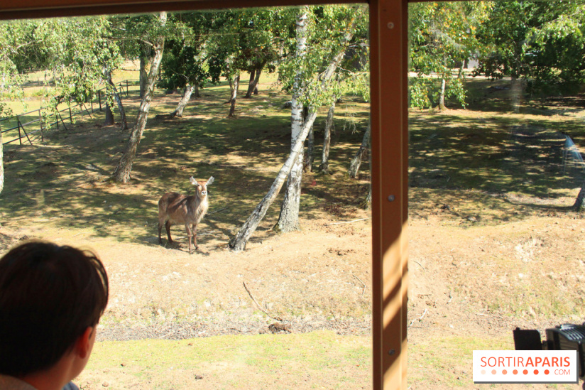 Camion Safari : une visite guidée dans les coulisses de Thoiry