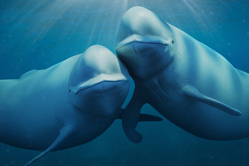 Nos Océans : Une série documentaire spectaculaire narrée par Barack Obama sur Netflix