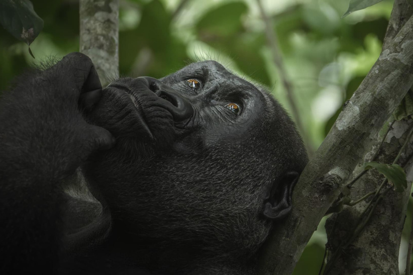 Avant-première du film « Au cœur de la jungle » au Grand Rex à Paris