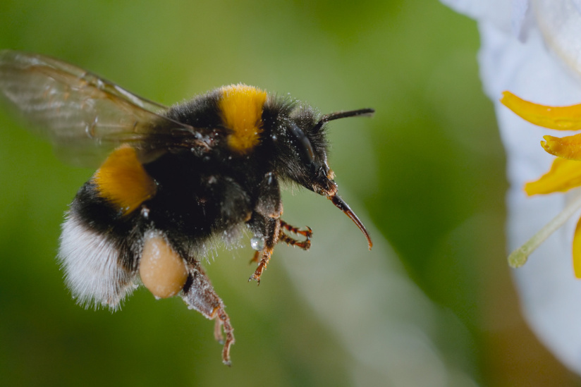 Les Secrets des abeilles : le documentaire arrive sur Disney+