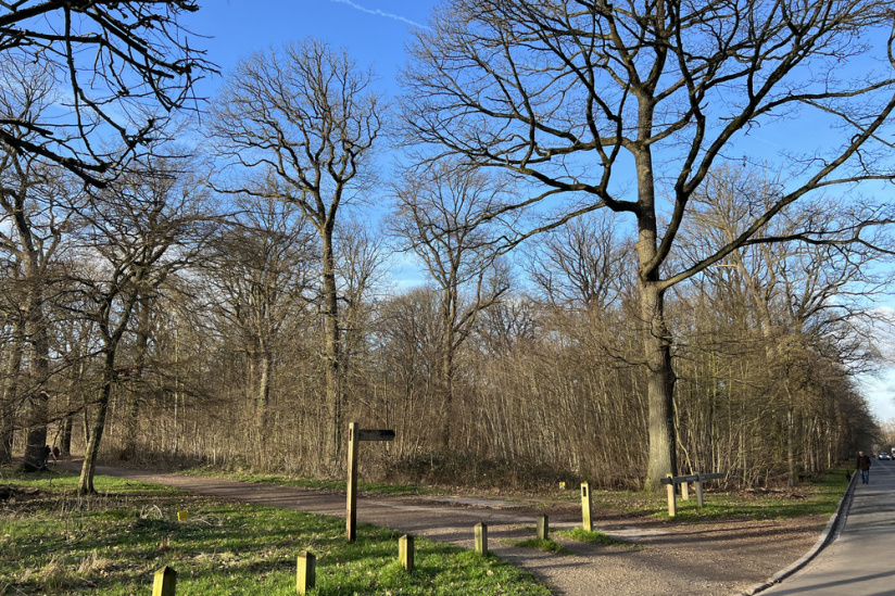 La forêt de Meudon