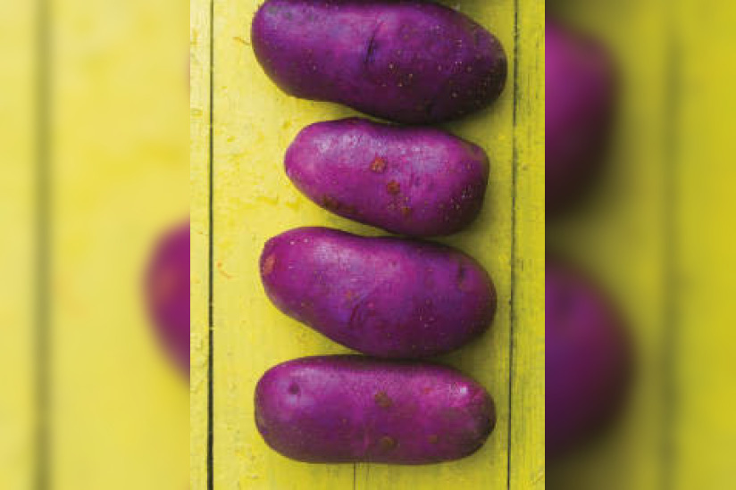Patate ! L'expo à la Cité des Sciences et de l'Industrie