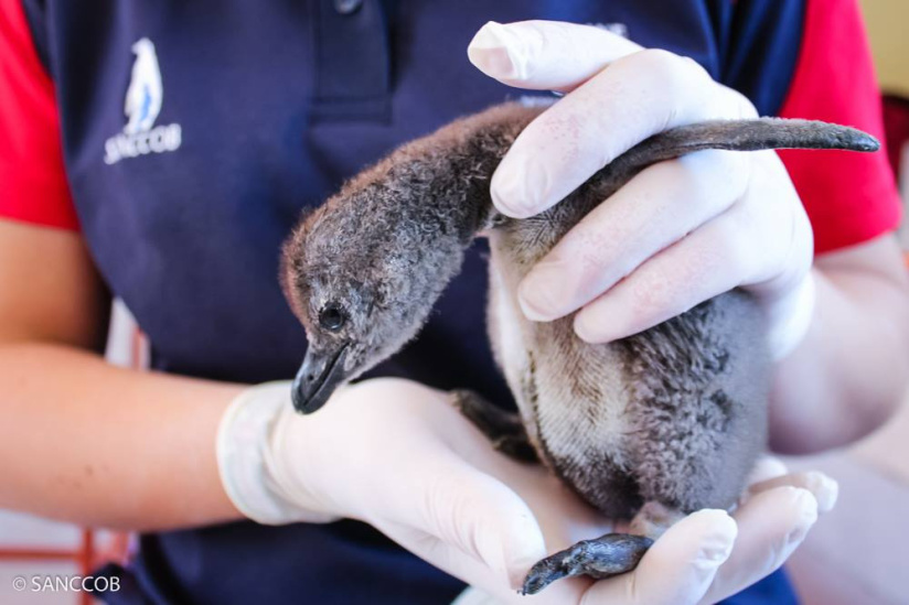Un bébé manchot Royal est né à Sea Life Val d'Europe !