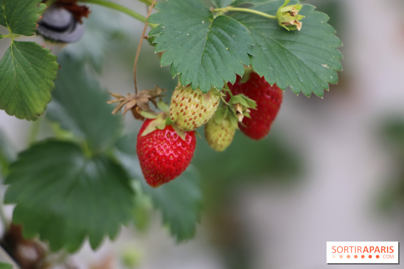 Les cueillettes de fruits, légumes et fleurs autour de Paris