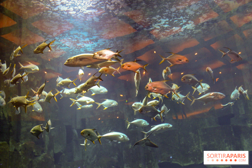 Les 60 ans de LEGO® à l'Aquarium de Paris