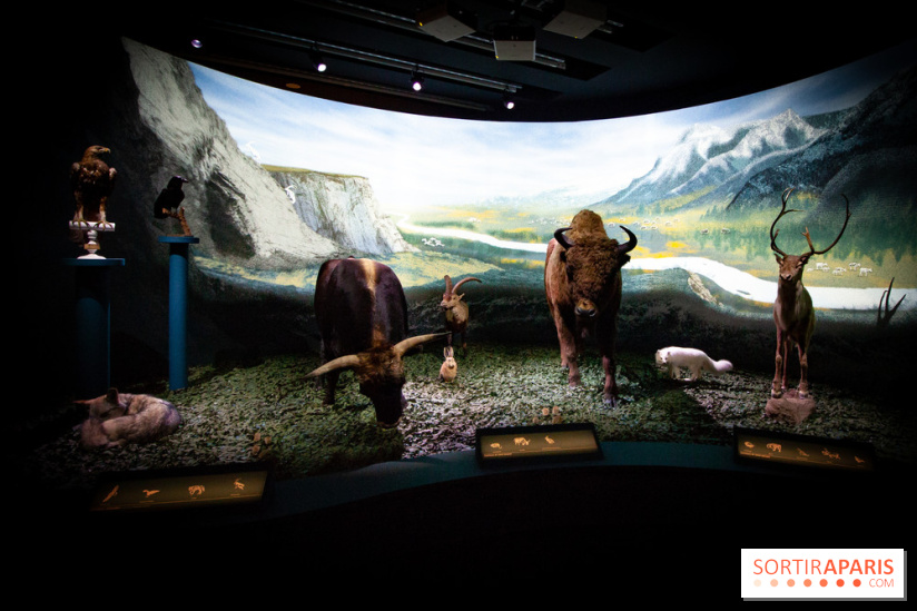 Exposition Néanderthal au Musée de l'Homme