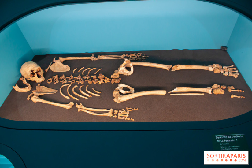 Exposition Néanderthal au Musée de l'Homme