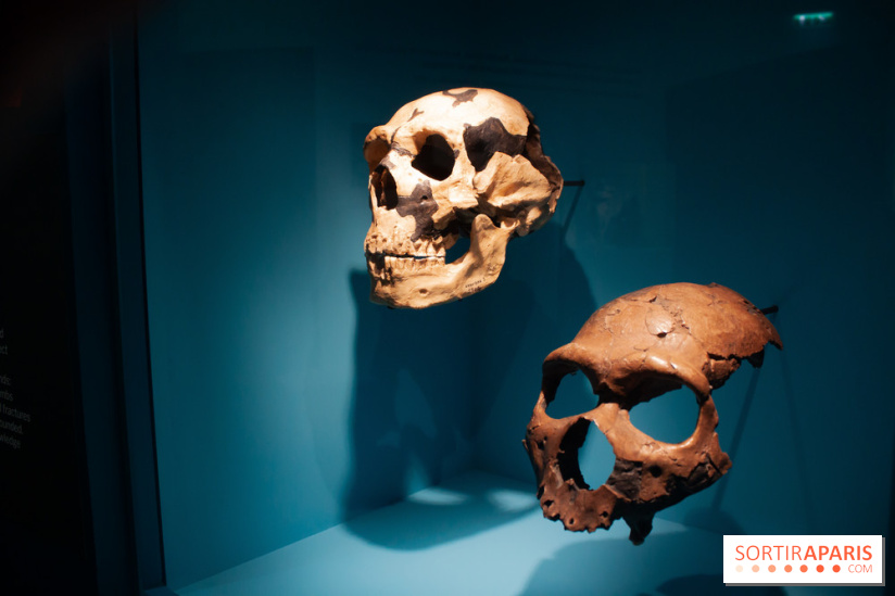 Exposition Néanderthal au Musée de l'Homme