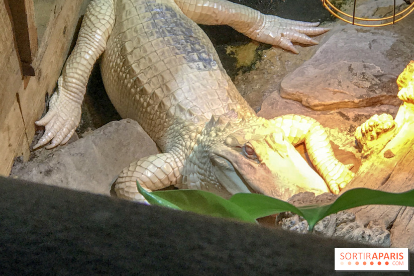 L'Aquarium de la Porte Dorée se renouvelle
