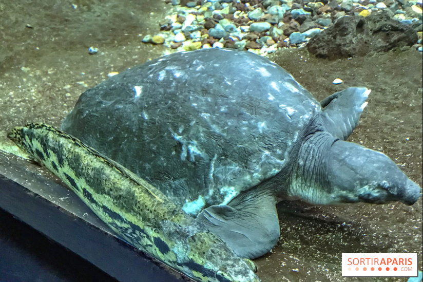 L'Aquarium de la Porte Dorée se renouvelle