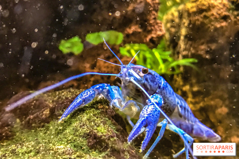 L'Aquarium de la Porte Dorée se renouvelle