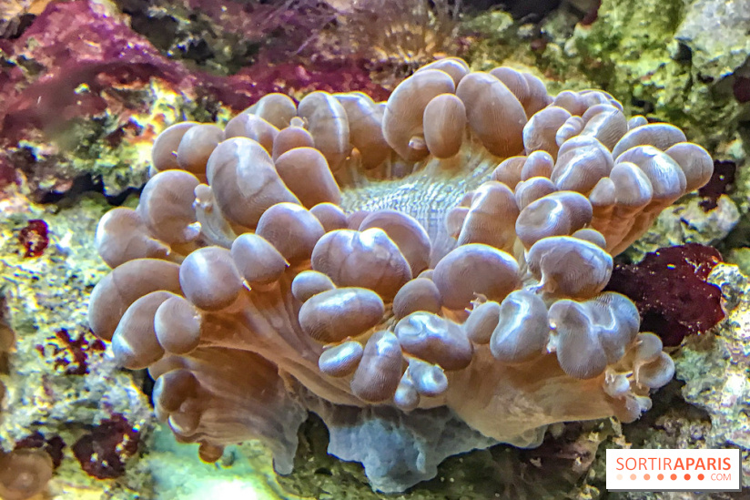 L'Aquarium de la Porte Dorée se renouvelle