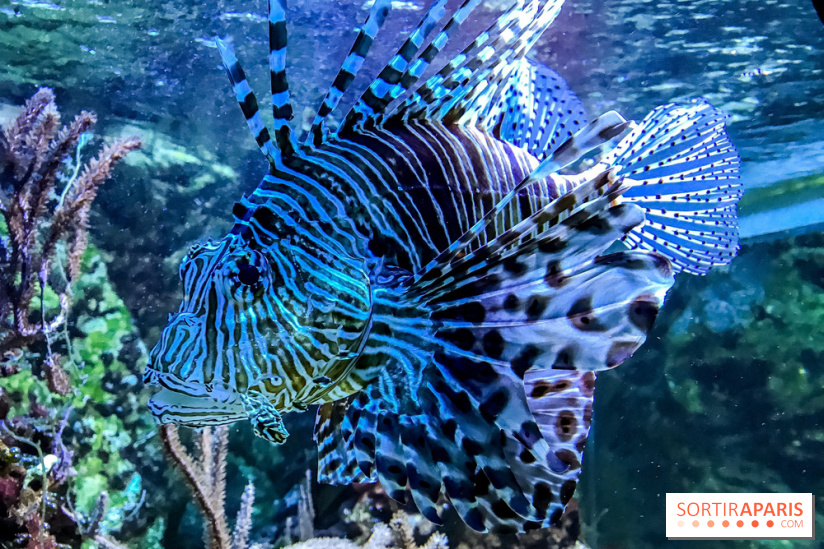 L'Aquarium de la Porte Dorée se renouvelle