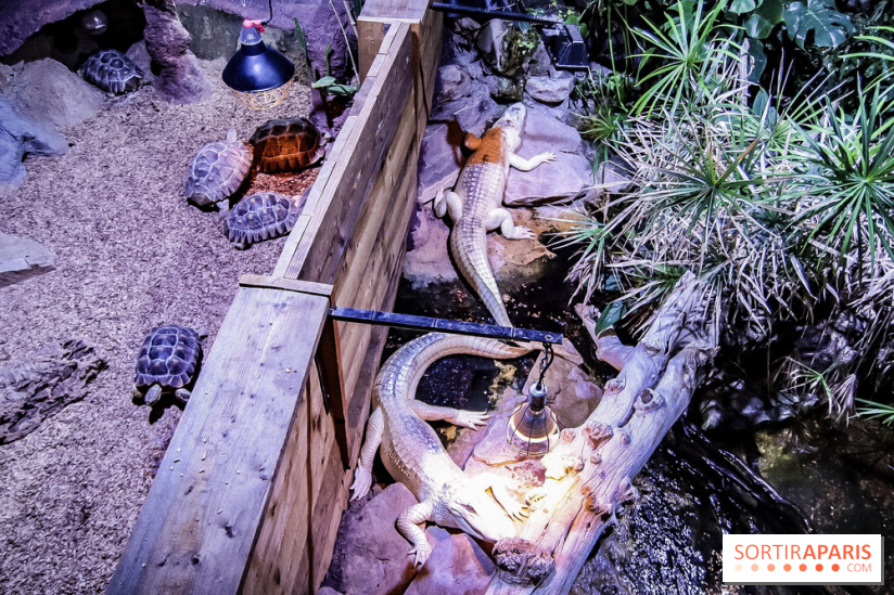 L'Aquarium de la Porte Dorée se renouvelle