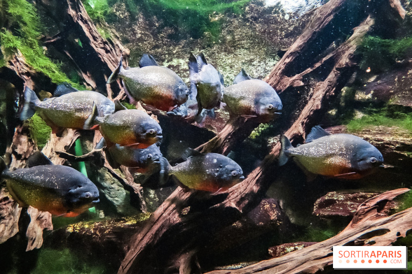 L'Aquarium de la Porte Dorée se renouvelle