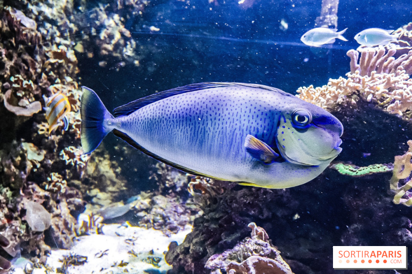 L'Aquarium de la Porte Dorée se renouvelle