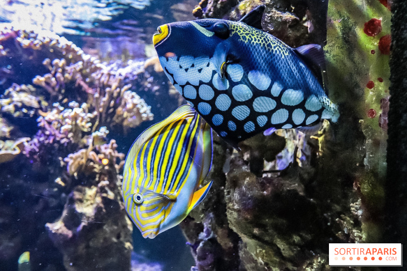 L'Aquarium de la Porte Dorée se renouvelle