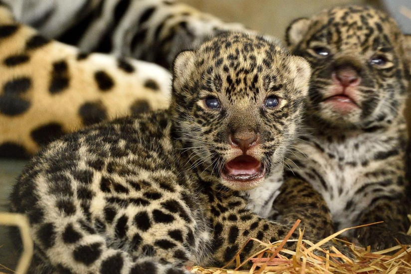 Naissance de deux jaguars au Parc Zoologique de Paris ! 