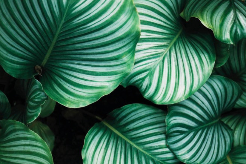 Première vente de plantes pour célibataires à Paris