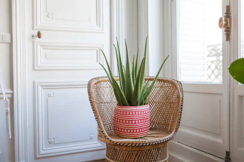 Vente solidaire de plantes chez Bergamotte